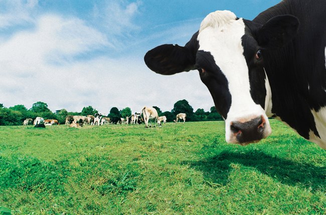 Moo 2 You Cow Moo 2 You Cow
