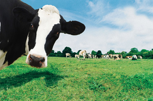 Moo 2 You Cow Flipped Moo 2 You Cow Flipped